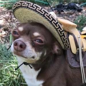 Meet your Posher, Fredo